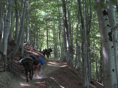 trekking con i muli-185.jpg